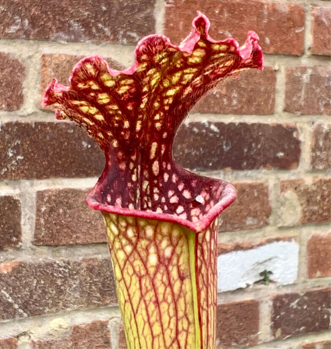 Recently Added Carnivorous Plants