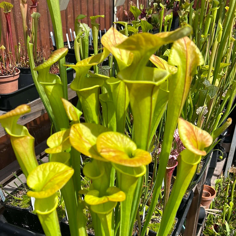 Sarracenia Flava Var. Cuprea (Pender County North Carolina) Mk-F173