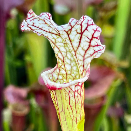 Sarracenia Asuka No. 4