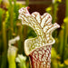 Sarracenia Leucophylla L104 X Hurricane Creek White