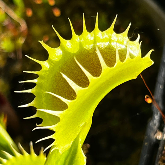 Dionaea Muscipula Great White Shark