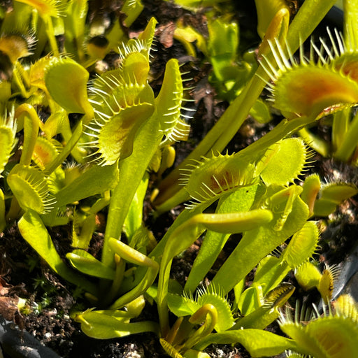 Dionaea Muscipula Bcp H15