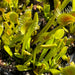 Dionaea Muscipula Bcp H15