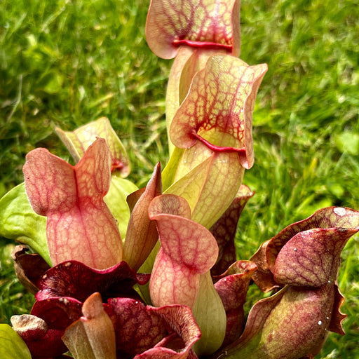 Sarracenia Purpurea Subsp. Venosa Var. Burkii (Citronelle Alabama) Mk-Pv57