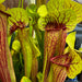 Sarracenia × Exornata Peaches And Cream