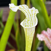 Sarracenia Leucophylla White Top (Baldwin County Alabama)