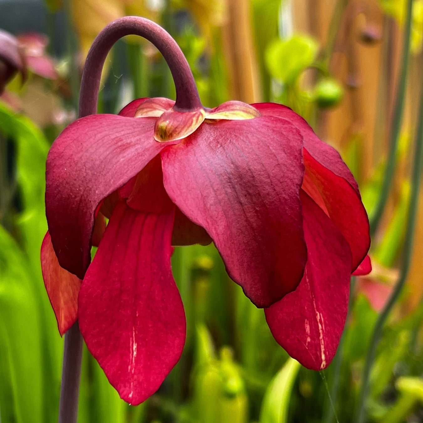 Sarracenia × areolata