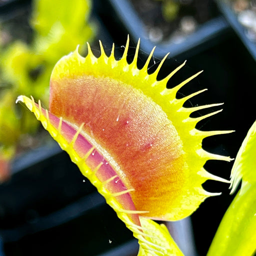 Dionaea Muscipula Dracula X Redline