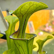 Sarracenia Oreophila Var. (Centre Alabama)