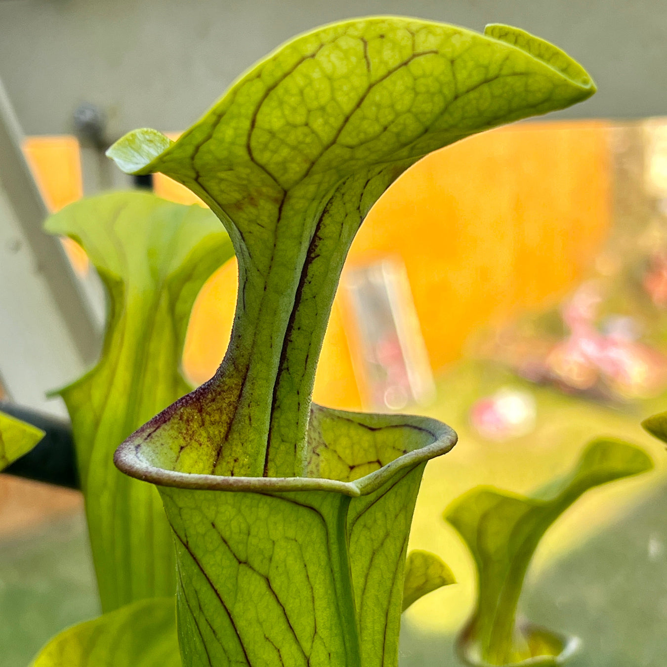 Sarracenia Oreophila Var. (Centre Alabama)