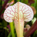 Sarracenia (× Mitcheliana X Purpurea Subsp. Venosa) × Moorei Adrian Slack Mk-H365B