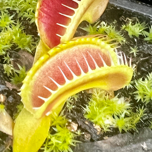 Dionaea Muscipula Jaws Smiley