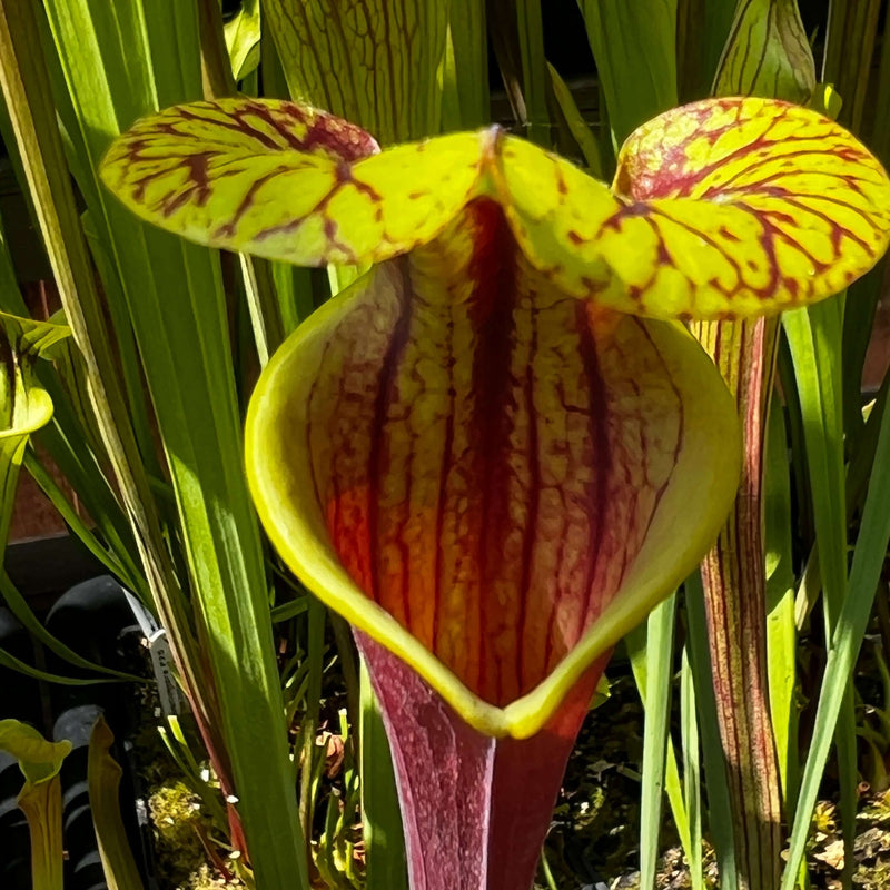 Sarracenia Flava Var. Rubricorpora - Selfed Mike King Plant (Sumatra Florida)