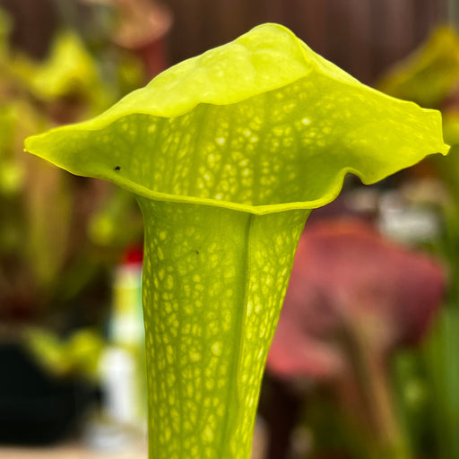 Sarracenia × Gilpini F. Heterophylla X Minor Var. Viridescens