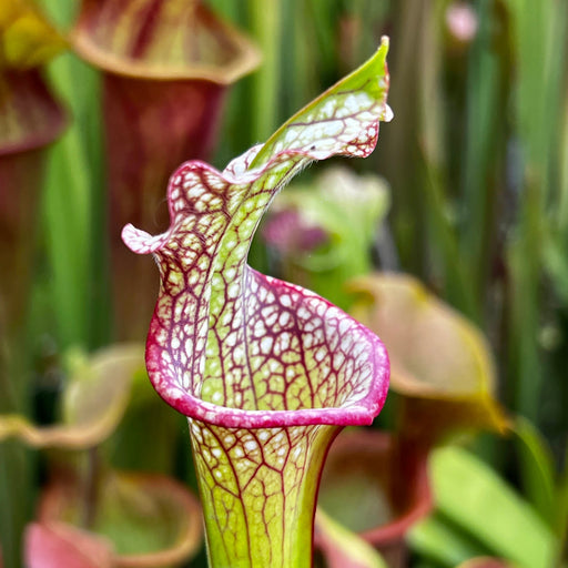 Sarracenia Leucophylla X × Moorei Adrian Slack - Clone D Mk-H386D