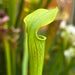 Sarracenia Alata Var. - Ex. Hampshire Carnivorous Plants