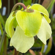 Sarracenia Alata Var. Rubrioperculata - Large Maroon Throat Mk-A59