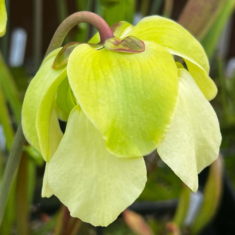 Sarracenia Alata Var. Rubrioperculata - Large Maroon Throat Mk-A59