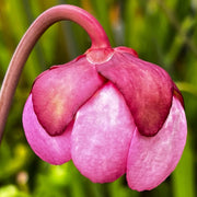 Sarracenia Purpurea Subsp. Venosa Var. Burkii (Eglin Airforce Base Okaloosa County Florida) Mk-Pv41
