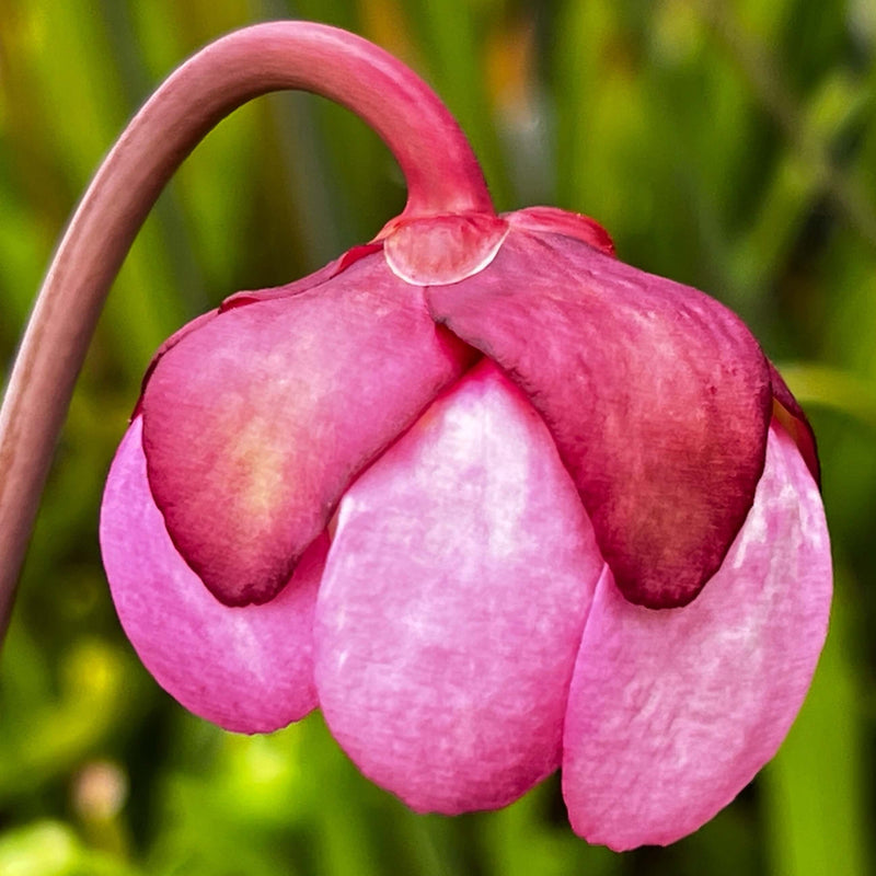 Sarracenia Purpurea Subsp. Venosa Var. Burkii (Eglin Airforce Base Okaloosa County Florida) Mk-Pv41