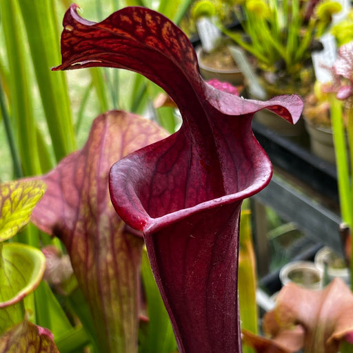 Sarracenia Alucard