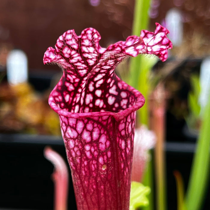 Sarracenia Leucophylla Hot Pink Selections 1 Mk-L48A