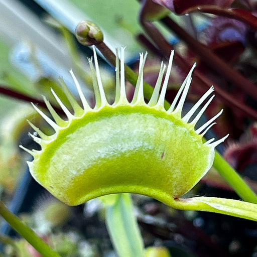 Dionaea Muscipula Darwin