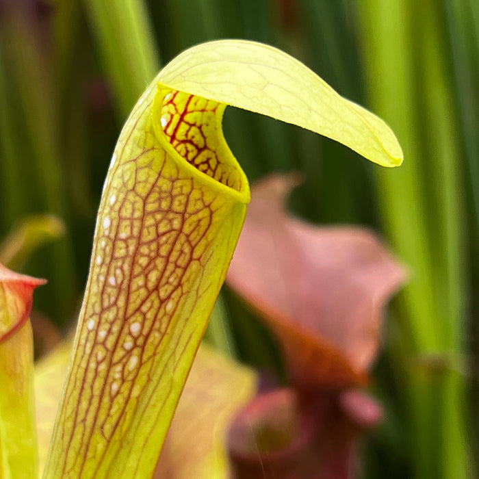 Sarracenia × Miniata - Kew Holotype