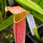 Sarracenia Rubra Subsp. Gulfensis (Crestview Florida) Mk-Rg6