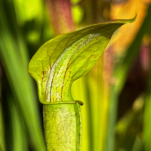 Sarracenia Alata Var. F. Pubescens - Hairy Pitchers