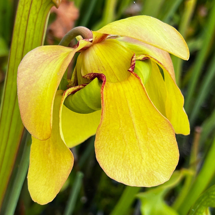 Sarracenia Reptilian Rose