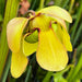 Sarracenia Reptilian Rose