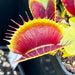 Dionaea Muscipula Vcs