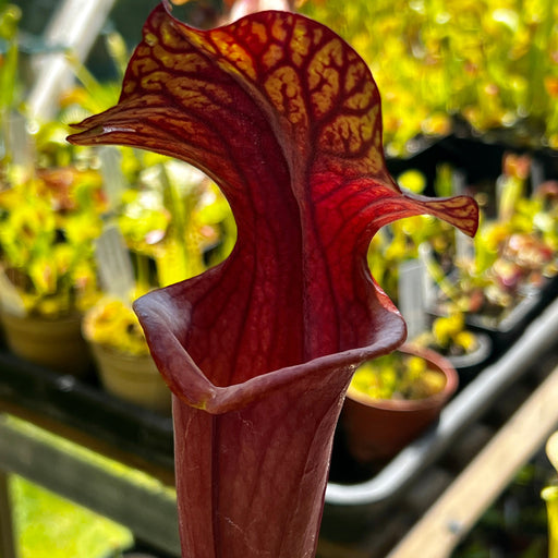 Sarracenia Alucard