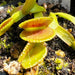 Dionaea Muscipula Coquillage