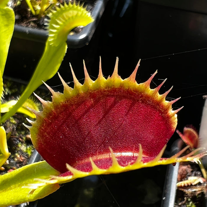 Dionaea Muscipula Giant Form - Trevor Cox