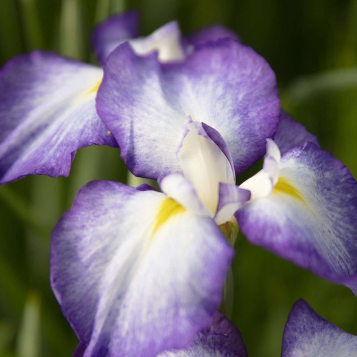 Iris ensata 'Gracieuse'