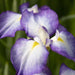 Iris ensata 'Gracieuse'