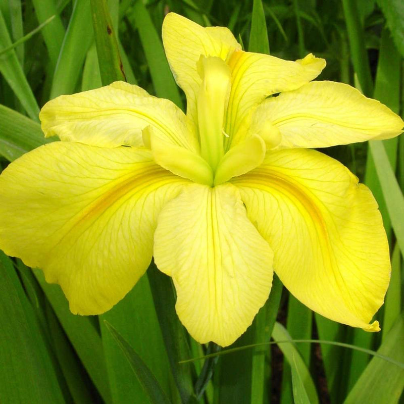 iris louisiana laura louise marginal pond plants mp129