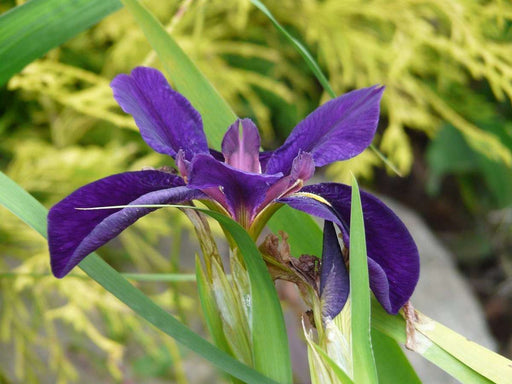 iris louisiana marie gallais marginal pond plants mp055