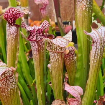 Sarracenia 'Diane Whittaker'