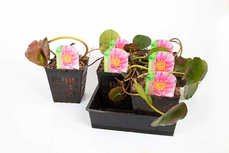 Nymphaea 'Rose Arey'