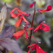 lobelia queen victoria red leaved lobelia marginal pond plants mp068