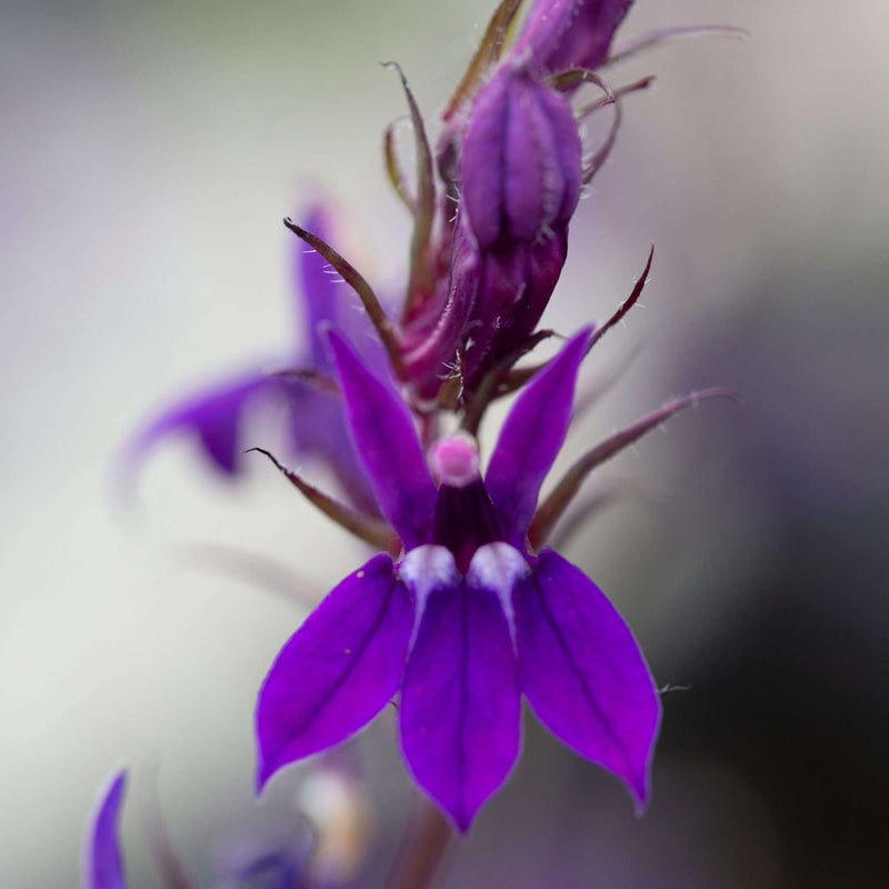 lobelia vedrariensis purple lobelia marginal pond plants mbp074