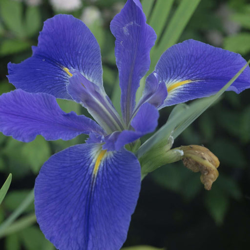 iris louisiana heather stream marginal pond plants mp054