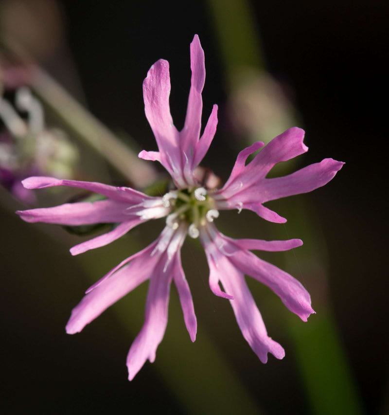 lychnis flos cuculi ragged robin marginal pond plants mp069