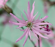 lychnis flos cuculi ragged robin marginal pond plants mp069