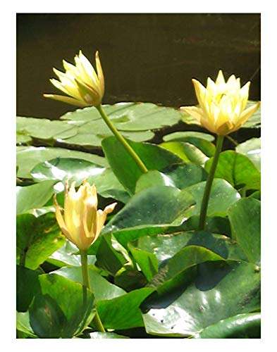Nymphaea 'Mexicanna'