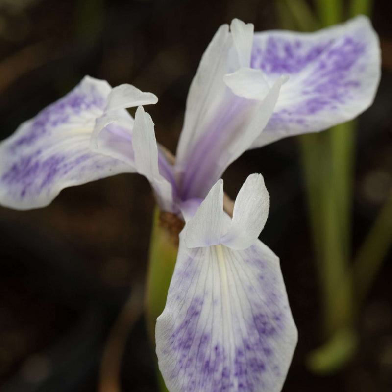 iris laevigata mottled beauty mp327