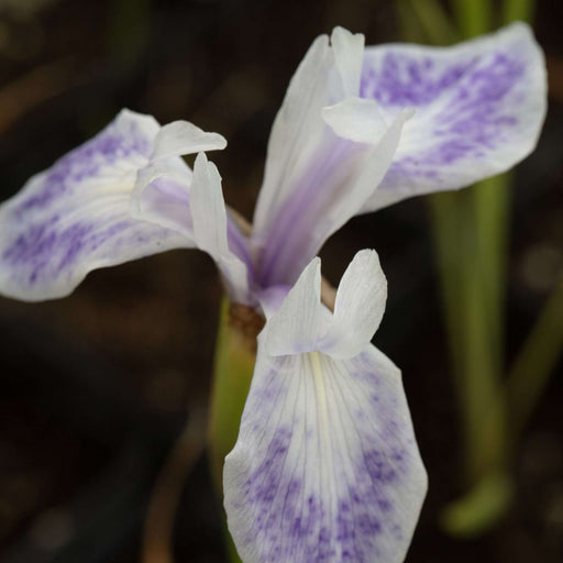 Iris laevigata 'Mottled Beauty'